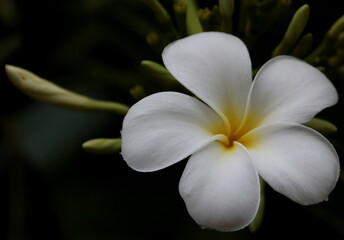 White and yellow plumeria on green leaves and black shadow background