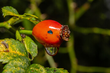 A closeup picture of red rose hip with a water droplet. Green leaves and dark background. Picture from Scania county, Sweden