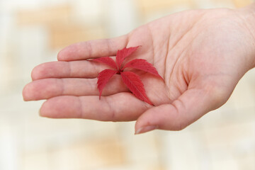Red autumn vine leaf on a female hand