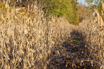 Fototapeta premium Soybean field in early fall ready for harvest, close up, selective focus, background blur, foreground blur 