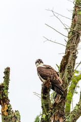 bird of prey