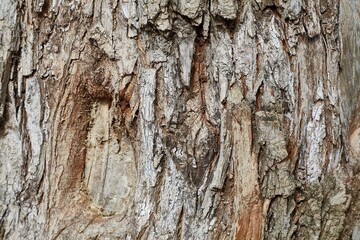 Thick tree trunk close up, rugged texture