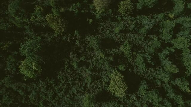 Top down view mixed forest, woodland aerial.