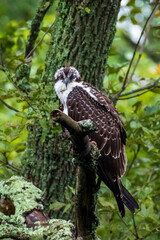 bird of prey