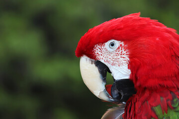 Portrait of red macaw parrot sitting on a branch on blurred green background