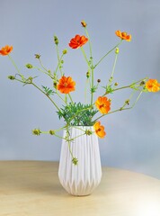 Cosmos Sulphureus Flowers In A White Vase. Isolated.