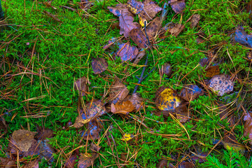 Autumn