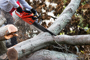 Chainsaw cutting up a tree branch