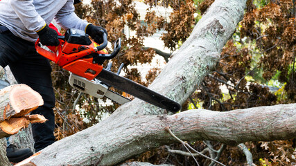 Obraz premium Man cutting up a tree lying on the ground with a chainsaw