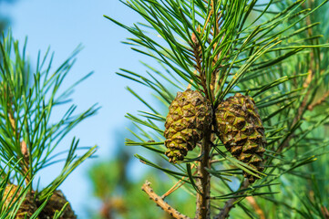 Two closed brown Lodgepole Pinecone on a pine branch with green needles in forest of mountains