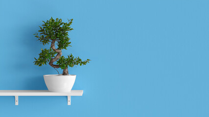 Bonsai tree in front of blue wall with space for posters
