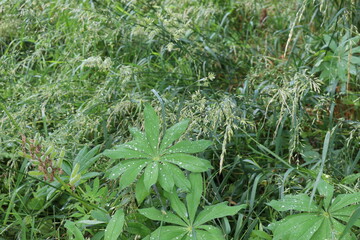 
Raindrops lie on green leaves of delphinium in the summer garden
