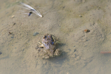 Common frog swings in muddy water