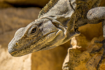 Iguana at Chichen Itza in Yucatan, Mexico