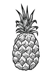 Whole pineapple, hand drawn vector