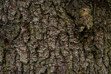 spruce fir bark softwood tree texture background