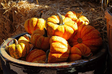 Colorful orange and green decorative mini pumpkins and gourds in the fall