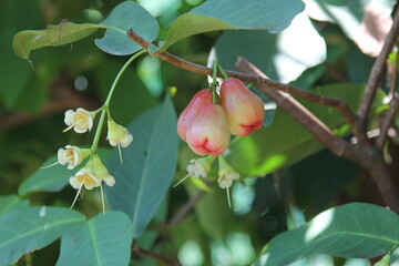 apple tree flower vietnam