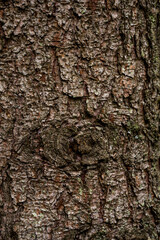 spruce fir bark softwood tree texture background