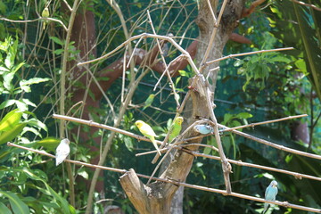 lizard on a branch vietnam