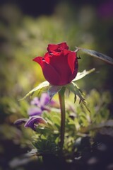 bud of a red rose in the garden