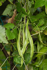 Fototapeta premium Runner beans growing on climbing vines