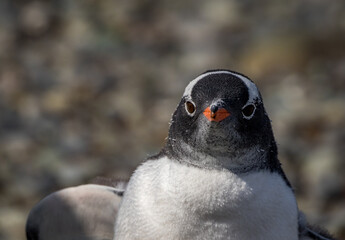 Gentoo penguin (Pygoscelis papua), Antarctica