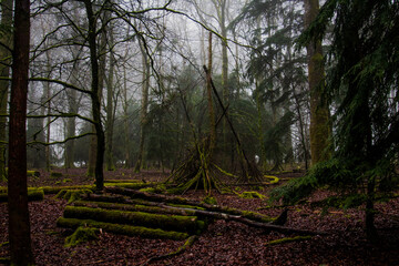 morning in the woods