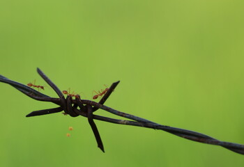 Background image. An ant and barbed wire are the elements.