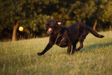 older black labrador retriever dog chasing after a yellow ball in tall grass at sunset