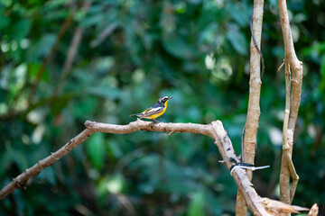 Yellow - rumped Flycatcher