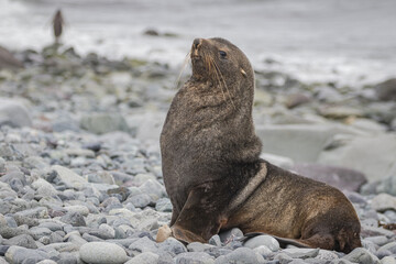 Naklejka premium Antarctic Fur Seal (Arctocephalus gazella), Antarctica