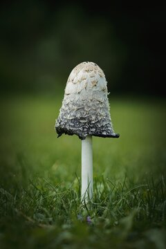 a coprinus comatus on green grass in the garden in autumn