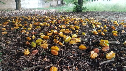 Obraz premium yellow tulips in the garden
