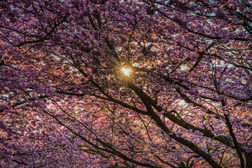 Sun peeps through lavish blanket of cherry blossoms, symbol of renewal and rebirth. Lush sakura flowers shine at sunrise conveying a fragility concept and frail feelings with an expression of delicacy