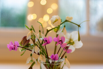 Snowdrops and Hellebores with Fairy Lights.