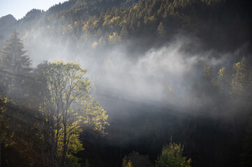 Fototapeta premium Rauch im herbstlichen Wald