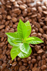 珈琲苗の発芽イメージ