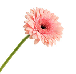 Pink gerbera daisy on white background.