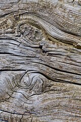 Wooden texture of a very old tree root