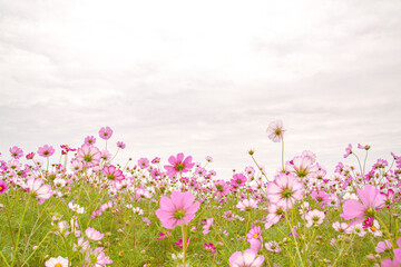 cosmos flowers gazing at the autumn sky
