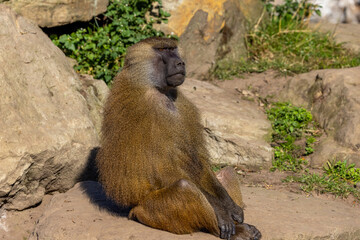 Guinea baboon (Papio papio)
