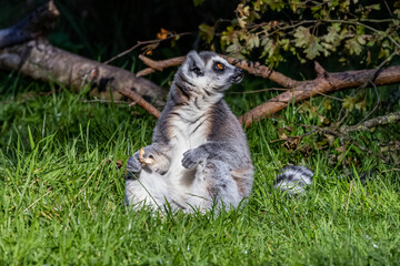 Obraz premium Ring-tailed lemur (Lemur catta) sitting in the grass