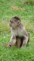 Weißstirn-Kapuzineraffe (Cebus albifrons). Ecuador. Im Nordwesten Südamerikas beheimatet.