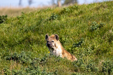 Spotted Hyena (Crocuta crocuta)