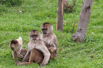 Weißstirn-Kapuzineraffe (Cebus albifrons). Ecuador. Im Nordwesten Südamerikas beheimatet.
