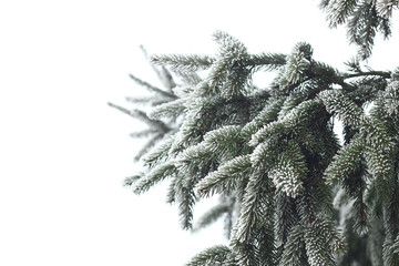 Fir tree branch hoarfrosted with rime in the forest nature background texture isolated on white, closeup, copy space, winter holidays: christmas and new year concept