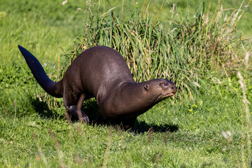 Giant Otter (Pteronura brasiliensis)