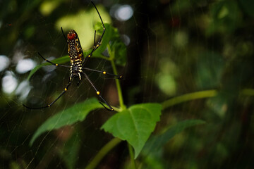spider on a leaf