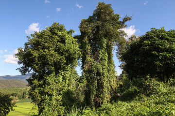 The invasion of green nature, when nature invades the landscape, a green world as in the beginning, impressive landscape where there is only green, fantastic green nature